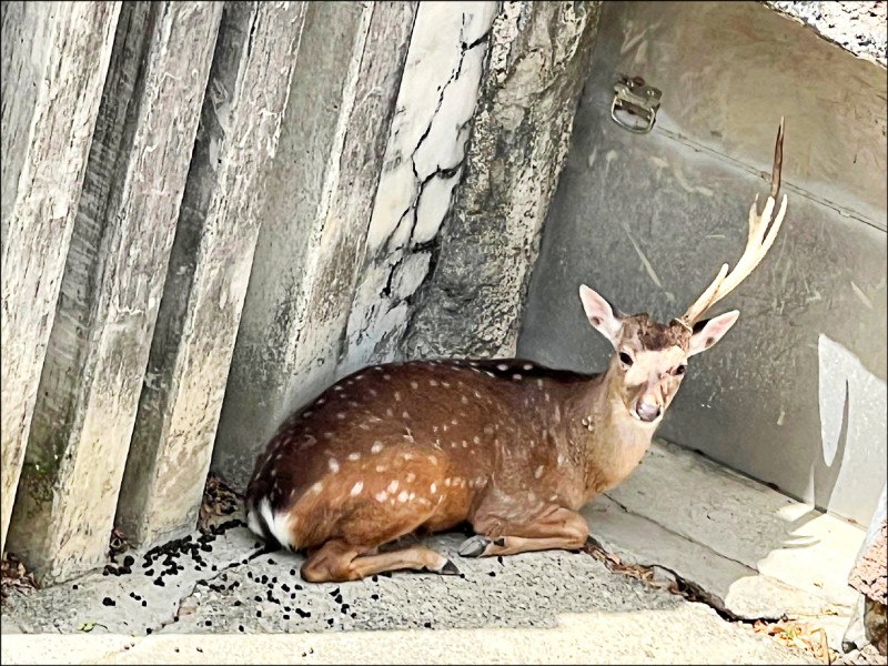 壽山動物園梅花鹿「獨角」現象引發小朋友好奇：是否打架輸了？