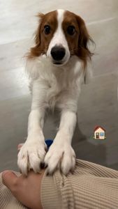 回家了!大谷翔平曬與愛犬Dekopin重逢照 大眼汪汪太療癒