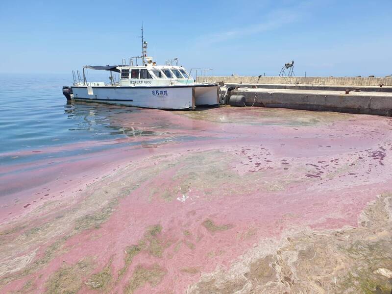 東沙珊瑚再現「粉紅海」！今年第二次產卵展現旺盛生命力