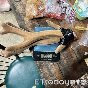 墾丁梅花鹿盜獵集團落網！4嫌冷血割鹿茸賣農場