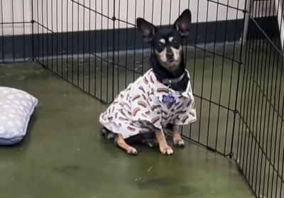 11歲繁殖場母狗Hot Dog終獲永久家園：網路爆紅後的奇蹟收編