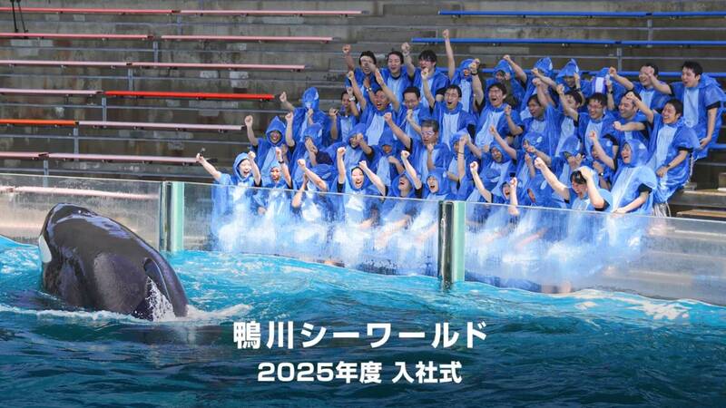 虎鯨「洗禮」迎新！日本水族館創意儀式引發網友熱議